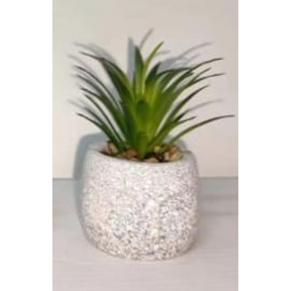Succulent Small