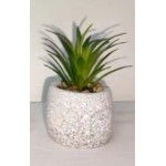 Succulent Small
