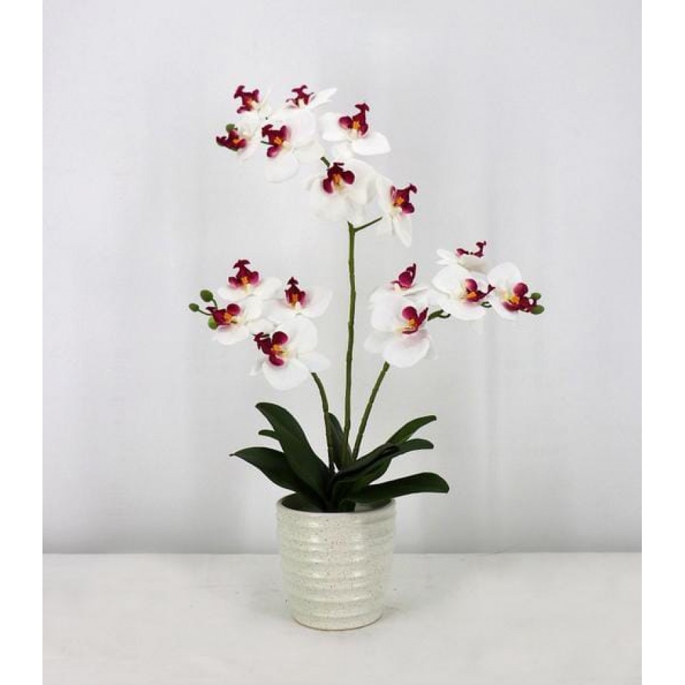 Phalaenopsis with ceramic pot