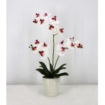 Phalaenopsis with ceramic pot